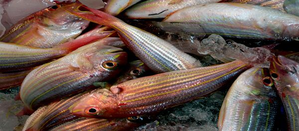 Мороженая рыба - Sputnik Беларусь