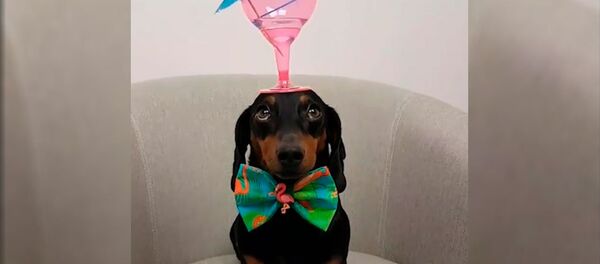 Такса Харлсо мастерски удерживает на голове различные предметы - Sputnik Беларусь