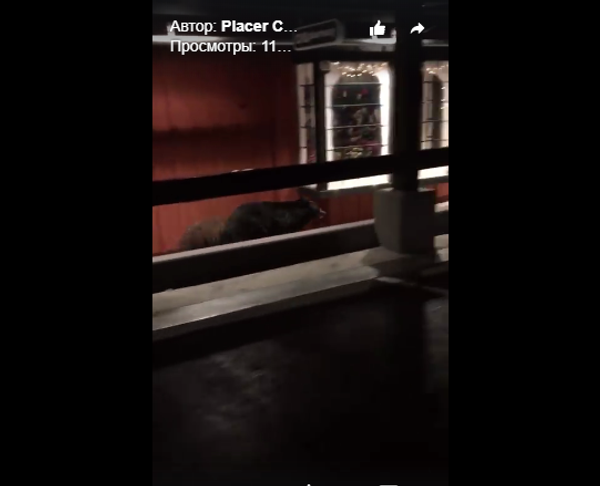 Калифорнийские медведи накануне черной пятницы посетили торговый центр - Sputnik Беларусь