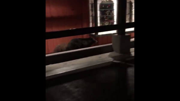 Калифорнийские медведи накануне черной пятницы посетили торговый центр - Sputnik Беларусь