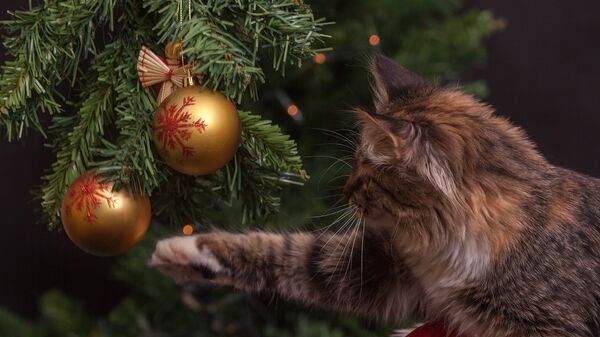 Новый год с котом - Sputnik Беларусь