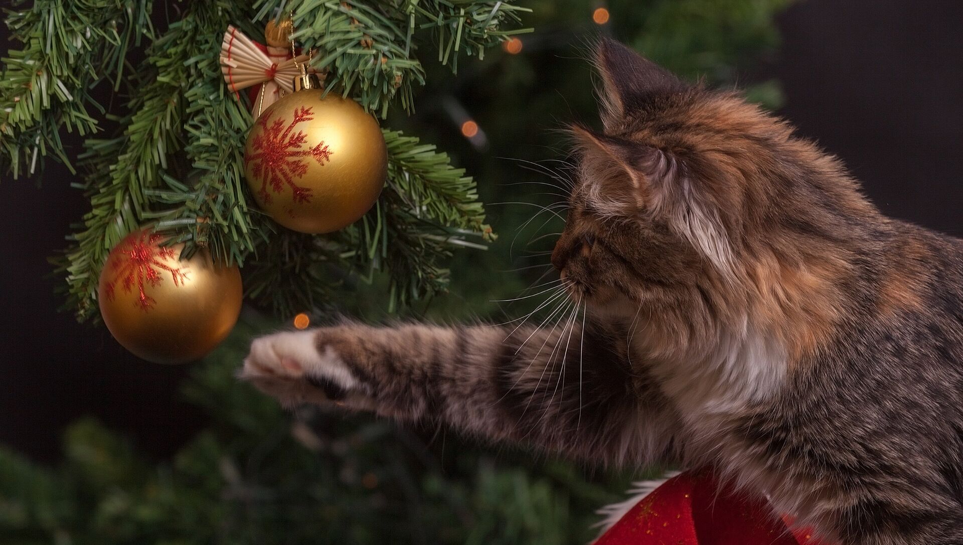 Коты Новый Год Фото Коты Новый Год Фото