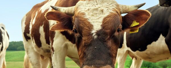 Бык - Sputnik Беларусь