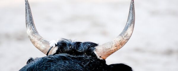 Бык - Sputnik Беларусь