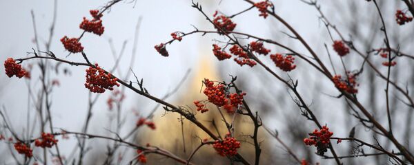 Рабіна ў тумане Рабіна ў тумане - Sputnik Беларусь