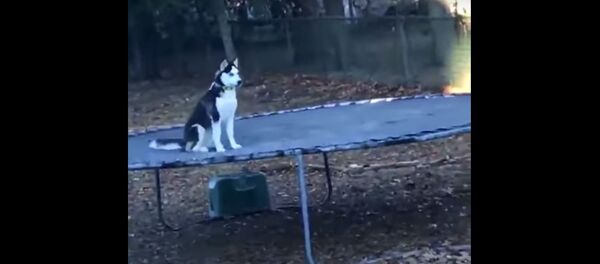 Хаски прыгает на батуте, видео - Sputnik Беларусь