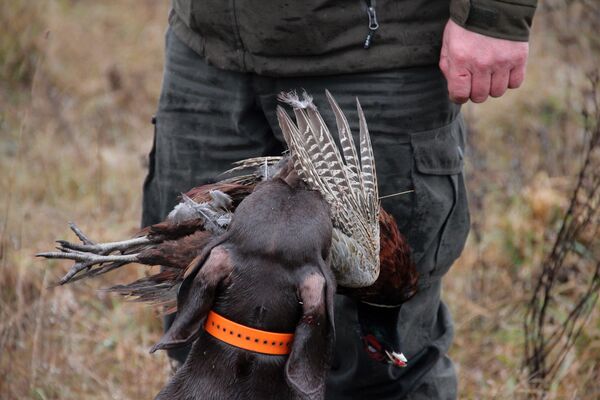Хорошая охотничья собака подбирает подстреленную птицу и приносит хозяину, чтобы отдать прямо в руки - Sputnik Беларусь