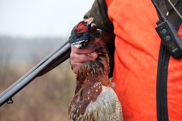 Охота на фазана - Sputnik Беларусь