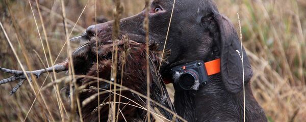 Легавая на охоте - Sputnik Беларусь