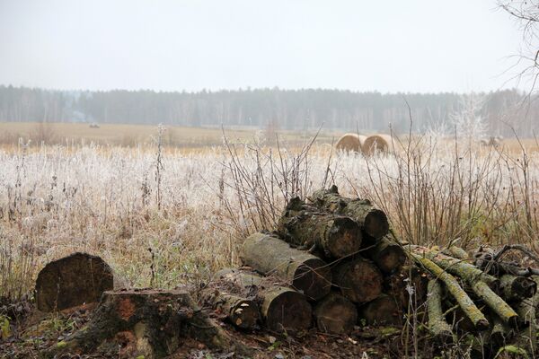 В Копыльском опытном лесхозе за два года на фазана успели поохотиться несколько сотен белорусов, группы туристов из России и даже актер Марат Башаров - Sputnik Беларусь