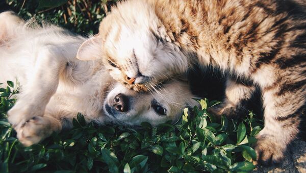 Кошка и собака - Sputnik Беларусь