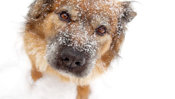 Собака зимой, архивное фото - Sputnik Беларусь