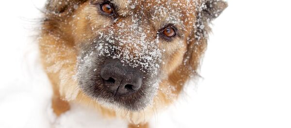 Собака зимой, архивное фото Собака зимой, архивное фото - Sputnik Беларусь