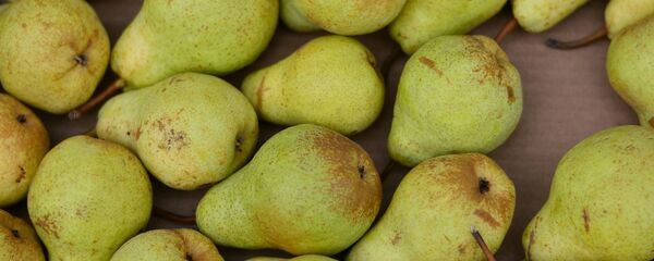 Груши, архивное фото - Sputnik Беларусь