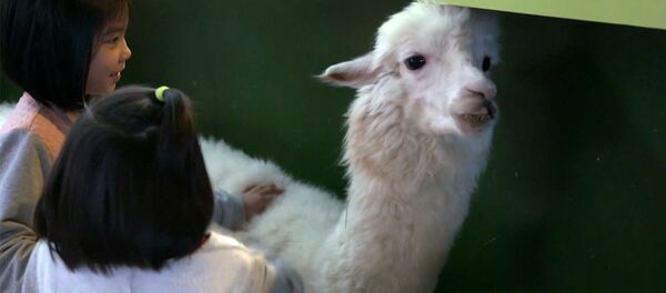 В тайваньском кафе в Нью-Тайбэе владелец поселил нескольких альпак - Sputnik Беларусь