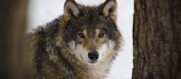 Волк в лесу, архивное фото - Sputnik Беларусь