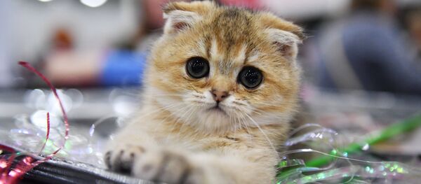 Международная выставка кошек в Москве Международная выставка кошек в Москве - Sputnik Беларусь