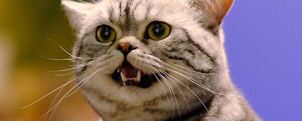 Кот, архивное фото - Sputnik Беларусь