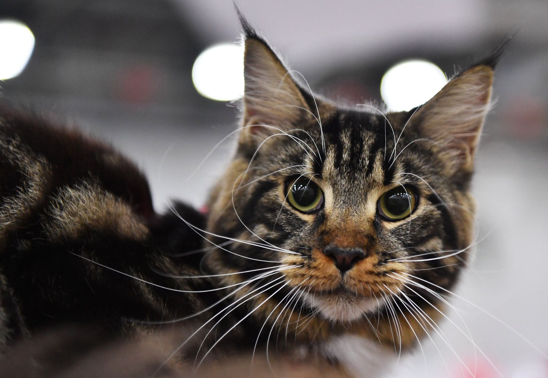 Международная выставка кошек в Москве - Sputnik Беларусь, 1920, 15.04.2026