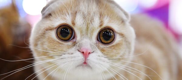 Кот, архивное фото - Sputnik Беларусь