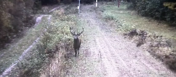 Алень пераходзіць літоўскую мяжу Алень пераходзіць літоўскую мяжу - Sputnik Беларусь