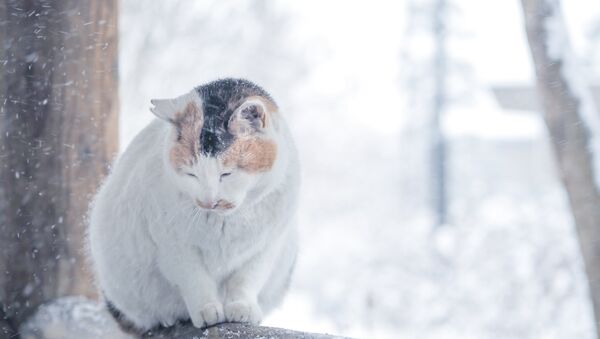 Кот падчас снегапада - Sputnik Беларусь