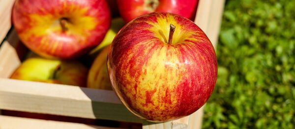 Яблоки Яблоки - Sputnik Беларусь