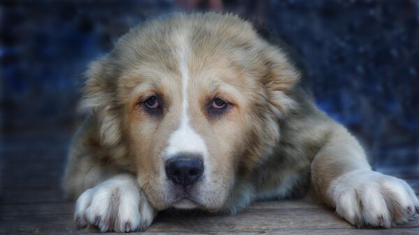 Собака породы алабай, архивное фото - Sputnik Беларусь