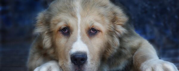 Собака породы алабай, архивное фото - Sputnik Беларусь