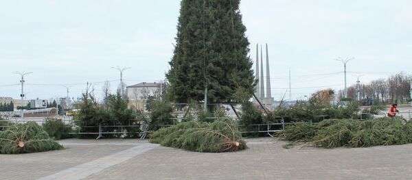 По словам работников Зеленхоза деревья для украшения главной елки срубают не дикие, а специально выращенные - Sputnik Беларусь