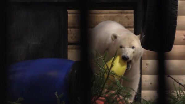 Белая медведица из Якутии осваивается в Ленинградском зоопарке - Sputnik Беларусь