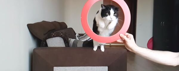 Гатаўскі Пусік стаў самым папулярным катом у Беларусі - Sputnik Беларусь