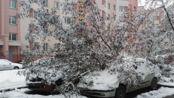 Машины повреждены упавшим после снегопада деревом - Sputnik Беларусь