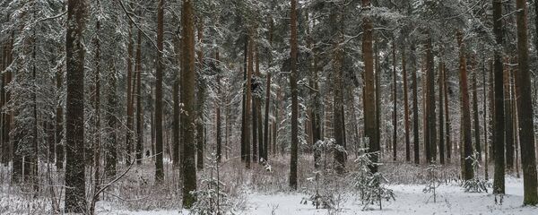 Зимний лес, архивное фото - Sputnik Беларусь
