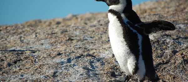 Пингвин, архивное фото - Sputnik Беларусь