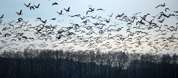 Стая птиц - Sputnik Беларусь