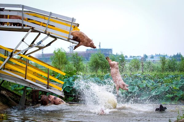 Свиньи прыгают в воду с платформы на ферме - Sputnik Беларусь