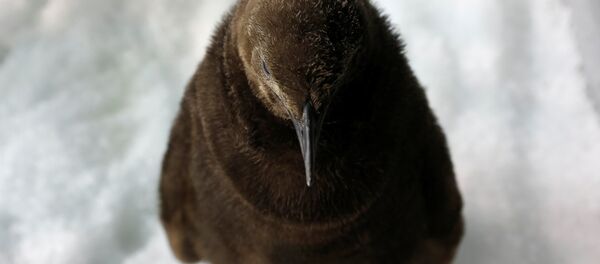 В зоопарке Сингапура родился королевский пингвин - Sputnik Беларусь