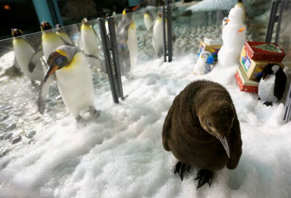 В зоопарке Сингапура родился королевский пингвин - Sputnik Беларусь