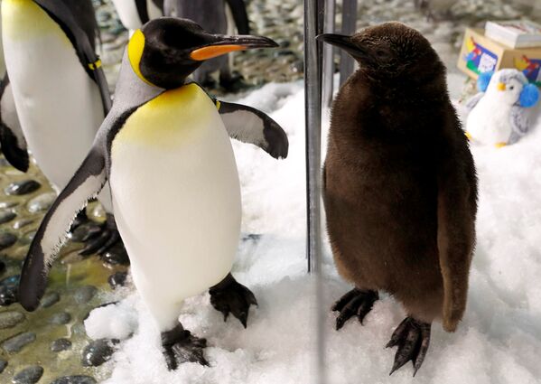 В зоопарке Сингапура родился королевский пингвин - Sputnik Беларусь
