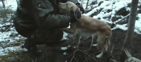 Спасение собаки, попавшей в петлю браконьера, сняли на видео - Sputnik Беларусь