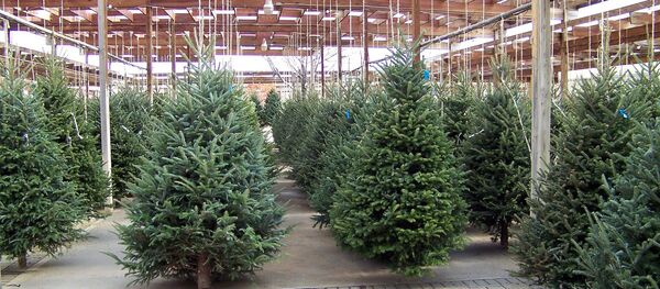 Продажа елей, архивное фото - Sputnik Беларусь