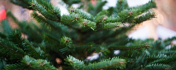 Елочный базар - Sputnik Беларусь