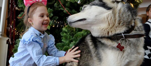 Новогодний утренник с хаски - Sputnik Беларусь