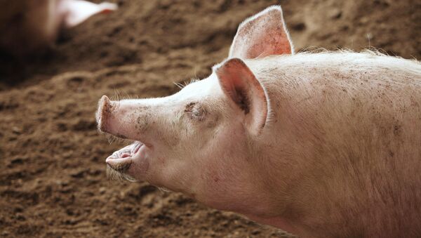 Свинья на территории крестьянского фермерского хозяйства, архивное фото - Sputnik Беларусь