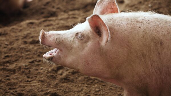 Свинья  - Sputnik Беларусь