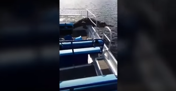 Аллигатор запрыгнул в катер с туристами - Sputnik Беларусь