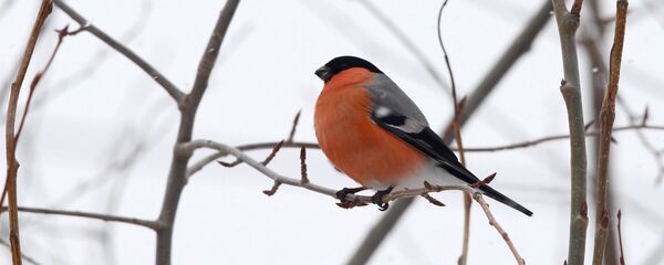 Обыкновенный снегирь Обыкновенный снегирь - Sputnik Беларусь