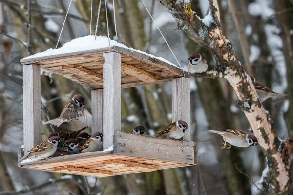 Окей, Sputnik: как правильно и чем кормить птиц зимой? - Sputnik Беларусь