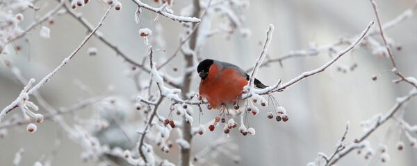 Снягір на галінцы дрэва Снягір на галінцы дрэва - Sputnik Беларусь